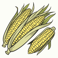 corn cobs isolated on white