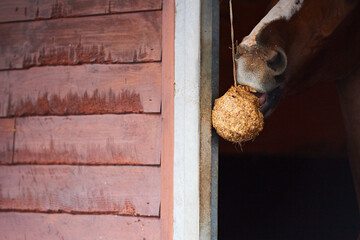 Bored horse eating a grain ball snack