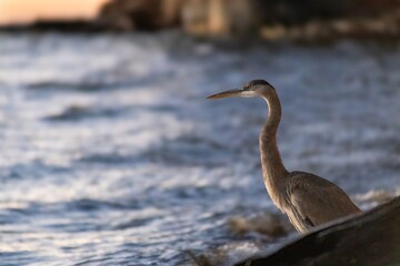 heron on the beach