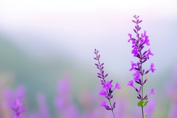 Naklejka premium A purple flower is standing in a field of flowers. The field is full of purple flowers and the sky is blue