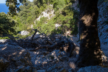 The landscape of the Su Porteddu hike in Baunei in Europe, Italy, Sardinia, Baunei, in summer, on a sunny day.
