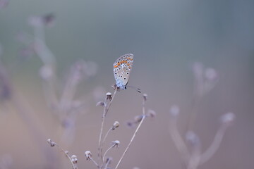 una farfalla licenide al tramonto