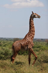 żyrafa, safari, tsavo east, wildlife, canon r6, busz, model