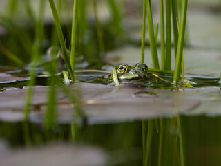 Getarnter Frosch im Seerosenteich – Naturfotografie aus der Nähe
