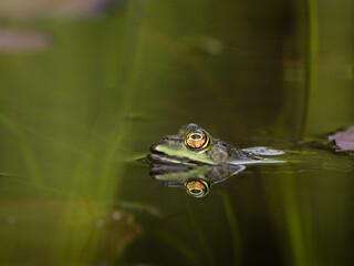 Frosch im Wasser – Spiegelung in natürlicher Umgebung