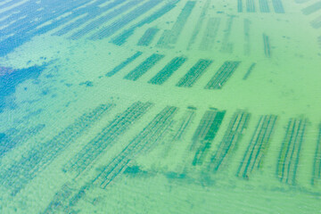 Oyster farming in Saint-Philibert in Europe, France, Brittany, Morbihan, Saint Philibert, in summer, on a sunny day.