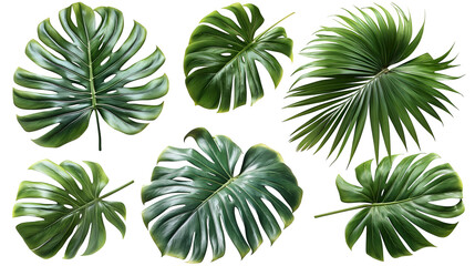 Tropical Leaves Collection Lush Monstera and Palm, Fresh Botanical Decor for Nature Themes, isolated on transparent background.