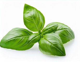 isolated fresh basil leaves on a white background isolated on white background