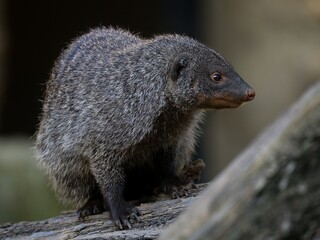 mongoose up close