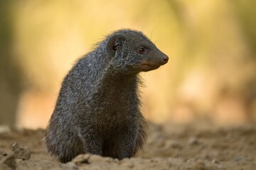 mongoose up close