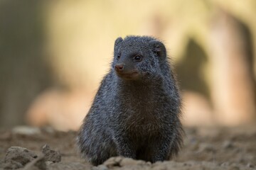 mongoose up close