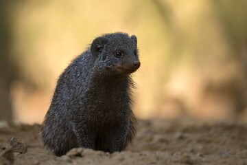 mongoose up close