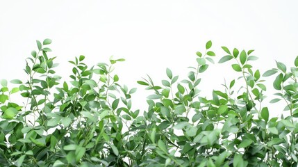 Obraz premium Lush Green Foliage Hedge Isolated on White Background – Natural Botanical Border for Eco-Friendly Designs