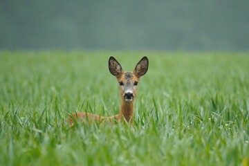 A roe deer (Capreolus capreolus) in a green grassy field. The animal gazes attentively at the camera with an alert expression, ears perked up. The misty background adds a soft and tranquil atmosphere  © Jolanta
