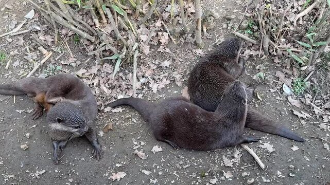 3 adorables loutres joueuses