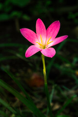Zephyranthes carinata