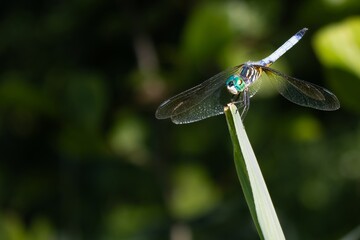 Blue Dasher Dragonfly on Phragmites leaf