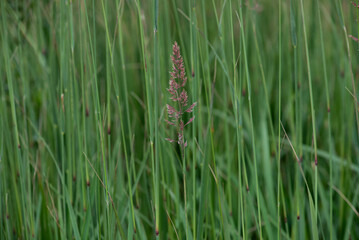 Fresh healthy green bio grass background