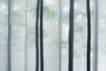 Forest view of tree trunks with branches