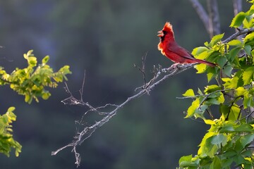 Male Northern Cardinal Singing on Branch in morning