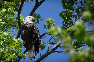 Bald Eagle in Tree
