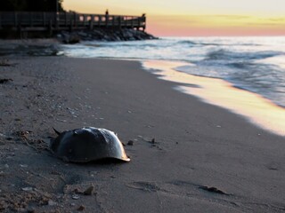 Obraz premium A lone Horseshoe Crab along Chesapeake Bay at Sunrise