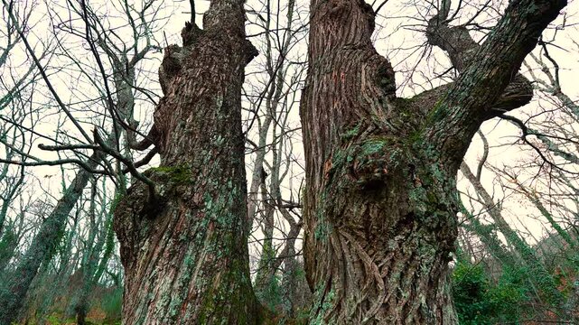 Chestnut trees in winter in the forest of La Herrer&iacute;a. El Escorial. Autonomous Community of Madrid. Spain. Europe