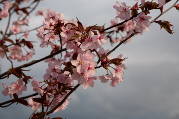 Cherry blossom