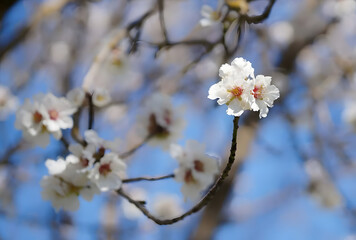 Almond tree flowers blooming in spring against blue sky