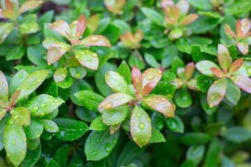 green plant background