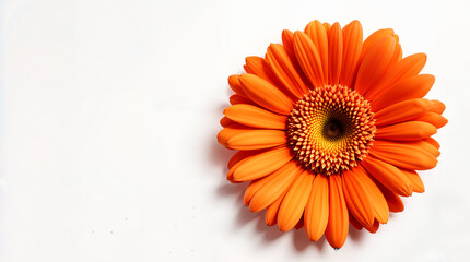 Head on White Background, Close-up Studio Shot of Bright and Cheerful Blossom with Petals and Detail, Top View Floral Image for Spring, Summer, Nature, Beauty and Design Element