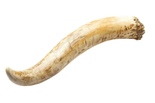 A curved horn artifact displayed against a clean background, highlighting its intricate texture isolated on transparent background