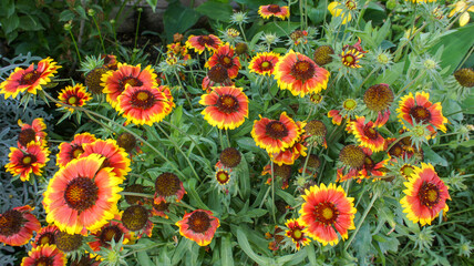 Gaillardia aristata is a North American, sunflower family, known by blanketflower and common gaillardia, flower in the garden and landshaft design