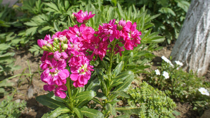 Obraz premium Pink Matthiola incana family Brassicaceae. Common names Brompton stock, common stock, hoary stock, ten-week stock, and gilly-flower, flower in the garden and landshaft design