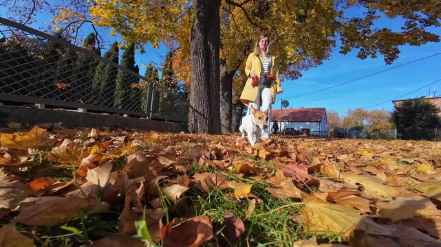 Small Jack Russell terrier running on fallen leaves in autumn park during walk with its owner. Female dog walker walks with dog in sunny day. Cute pet at morning walking