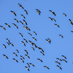 flock of birds