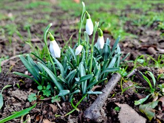 spring snowdrop flowers green white nature 
