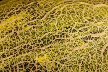 part of the peel of eco melon green after harvest
