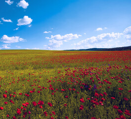 picturesque blooming red poppy flowers on the field, unbelievable summer scene,  Italy, Europe