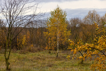 Fototapeta premium dreary nature in cloudy autumn weather and a lonely birch tree