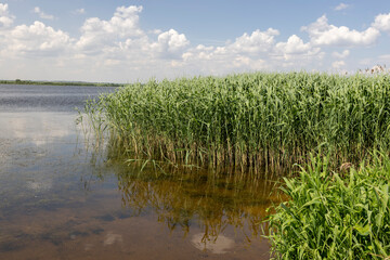 a wide river in the summer, grass and other plants