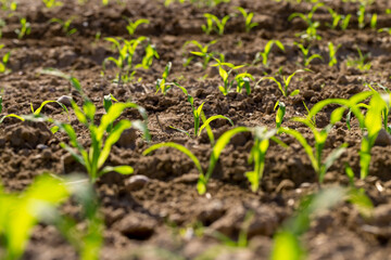 a monocultural field with fresh corn sprouts in fertile soil with fertilizers