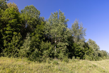 the edge of the mixed forest with deciduous trees and green grass