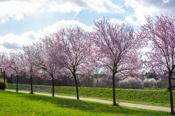 pink blossom trees in spring