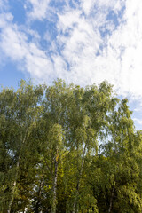 Fototapeta premium deciduous birch trees in the park at the end of summer