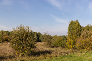 Fototapeta premium deciduous trees of different types in the autumn season