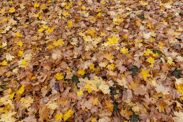 maple leaves that have fallen to the ground are yellow in cloudy weather
