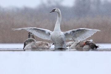 Łabędź niemy (Cygnus olor), mute swan © Bartosz Rakoczy