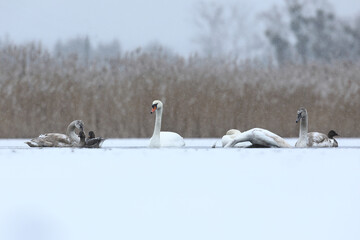 Łabędź niemy (Cygnus olor), mute swan © Bartosz Rakoczy