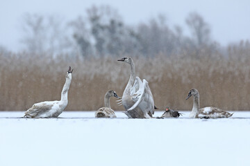 Łabędź niemy (Cygnus olor), mute swan © Bartosz Rakoczy